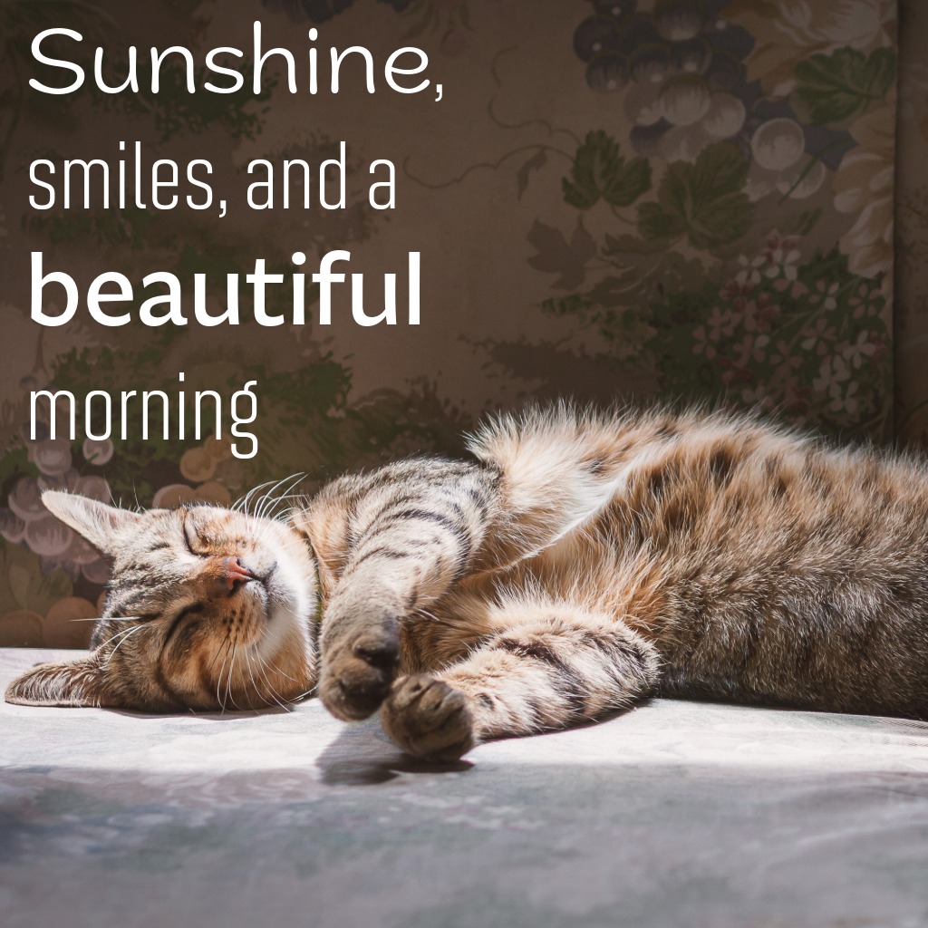 Cat In The Sunshine
