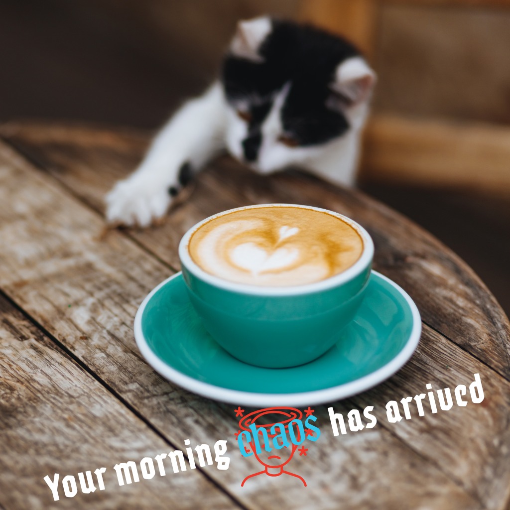 Chaos Manager Cat | Good Morning Images With Cats quotes and wishes
