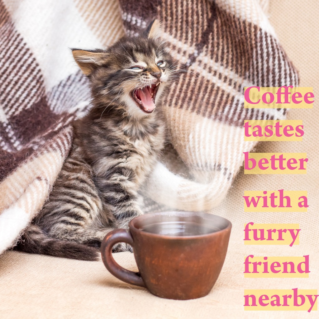 Coffee And Cat