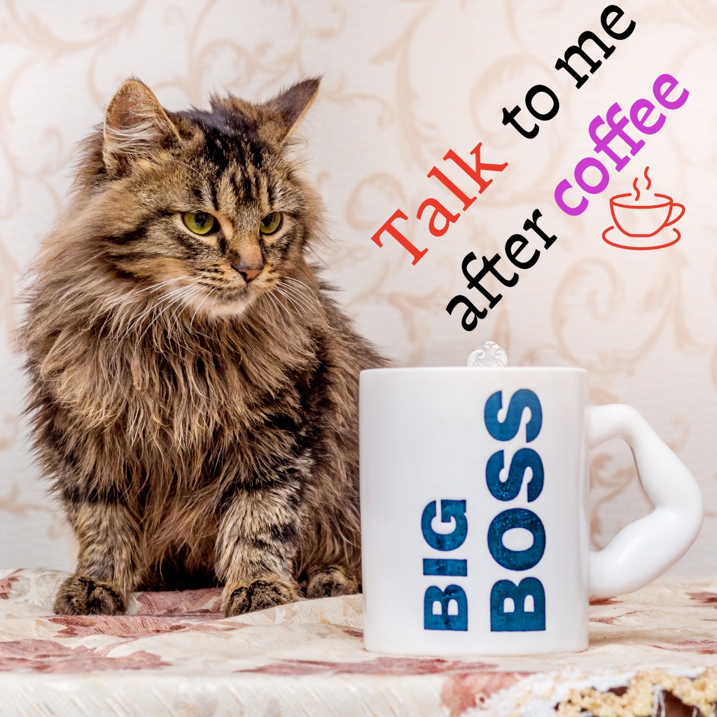 Coffee First Cat