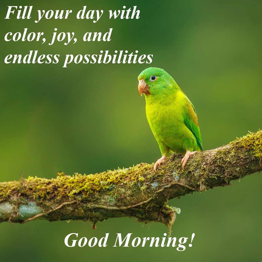 Colourful Parrot Morning Wishes | Good Morning Images with Birds quotes and wishes