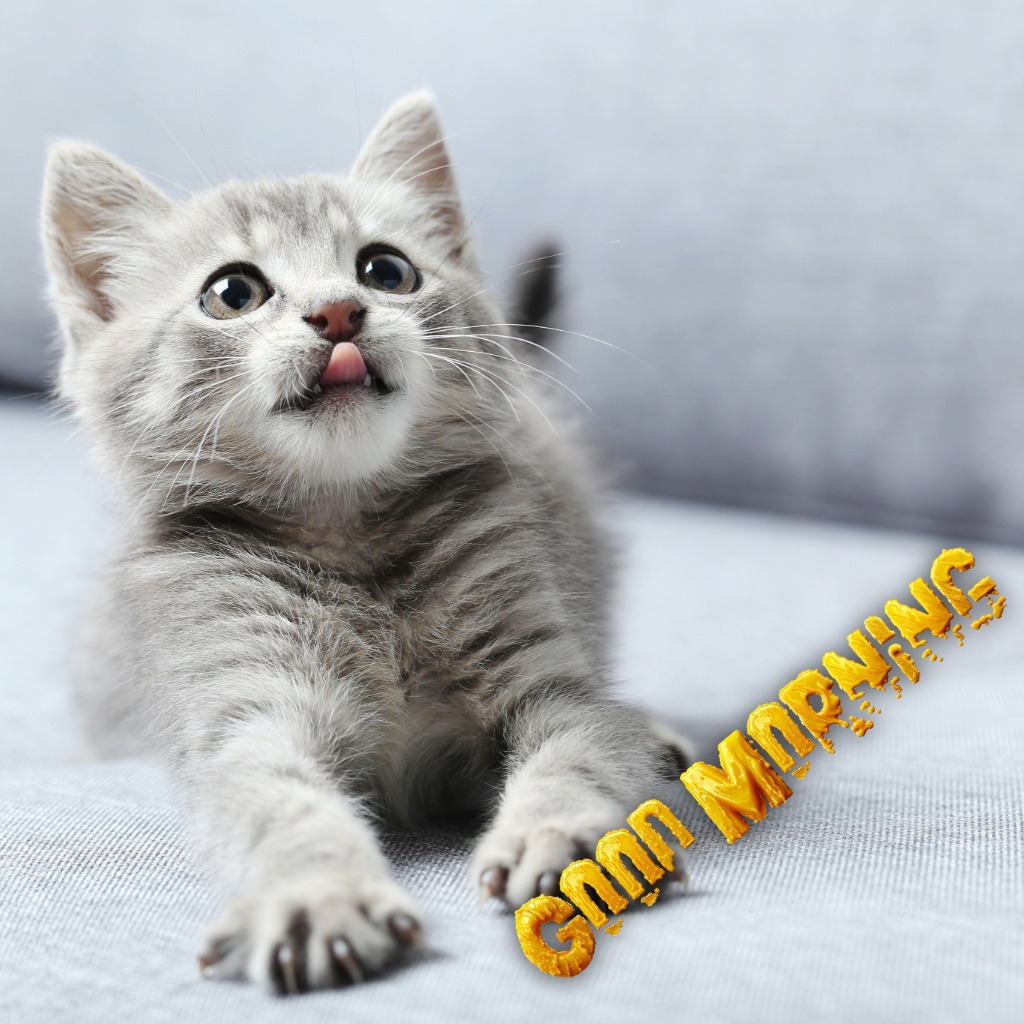 Cute Kitten looking at this owner | Good Morning Images With Cats quotes and wishes