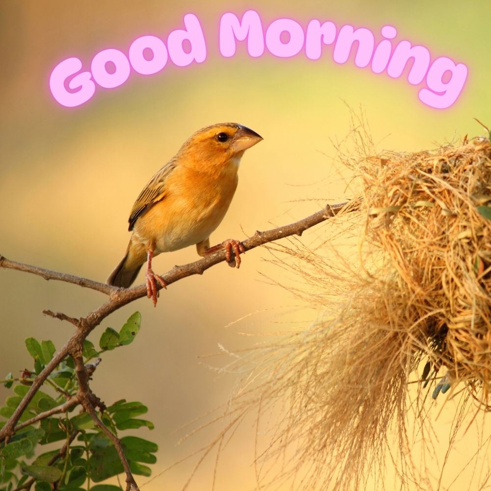 Good Morning Images With Birds | Good Morning Images quotes and wishes