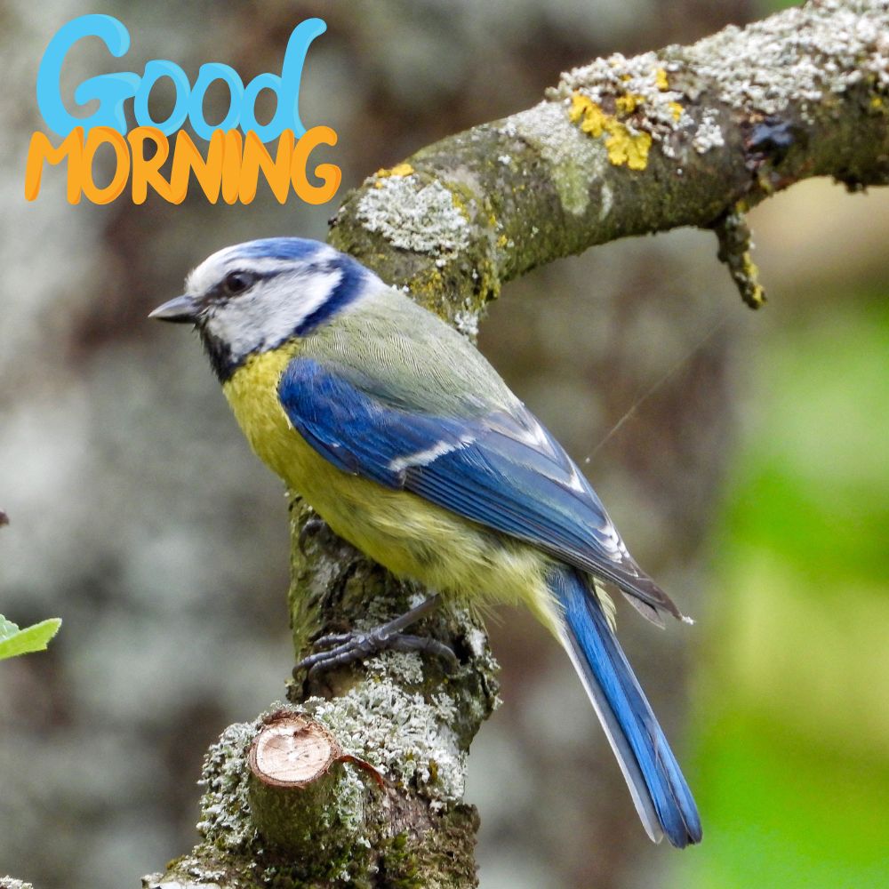 Good Morning Images With Birds | Good Morning Images quotes and wishes