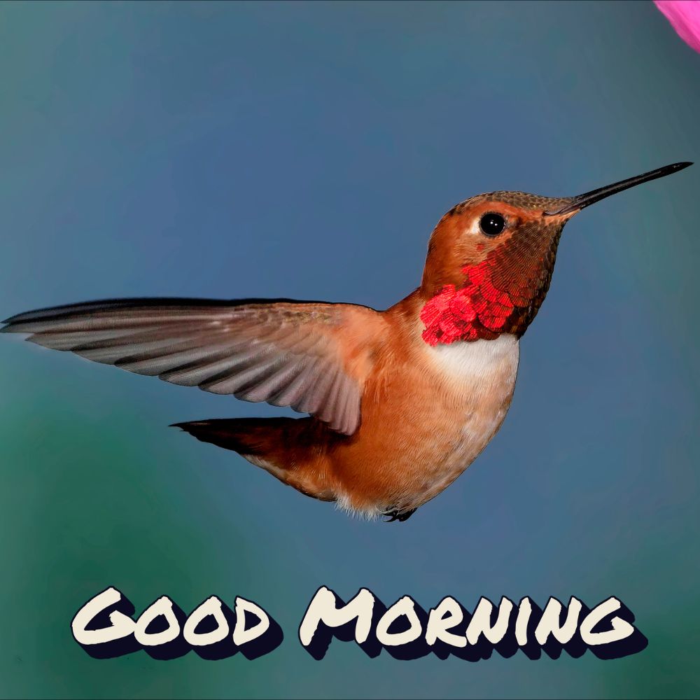 Good Morning Images With Birds | Good Morning Images quotes and wishes