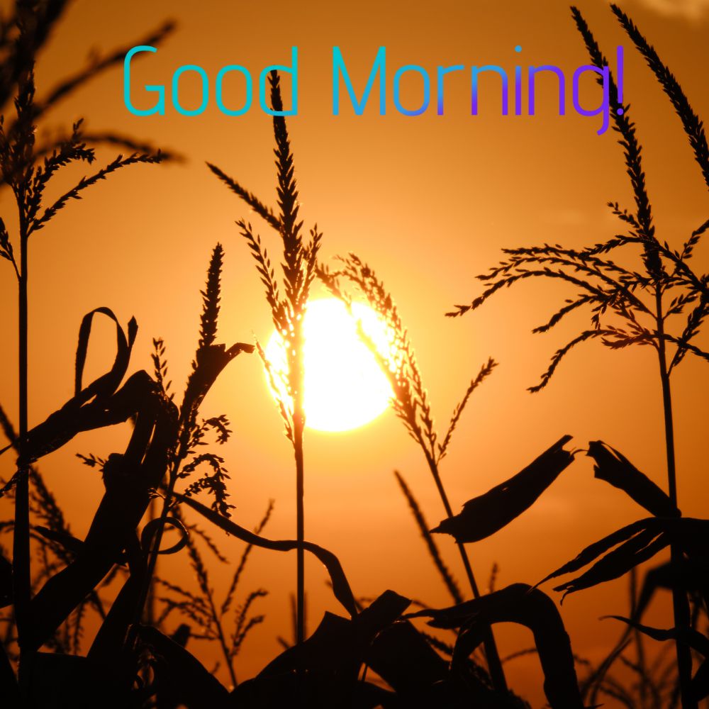 Good Morning Images With Birds | Good Morning Images quotes and wishes