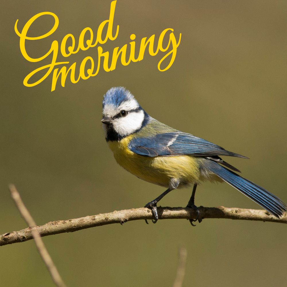 Good Morning Images With Birds | Good Morning Images quotes and wishes