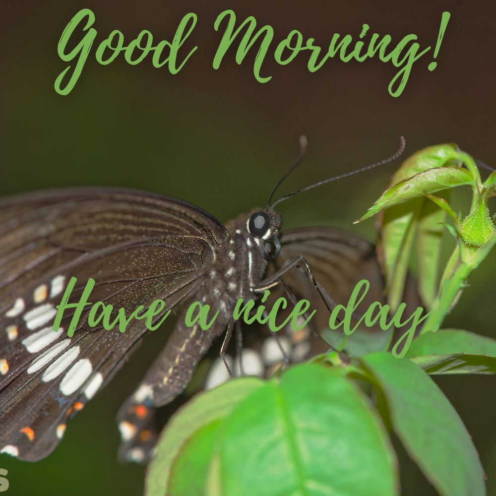 Good Morning Images | Good Morning Images quotes and wishes