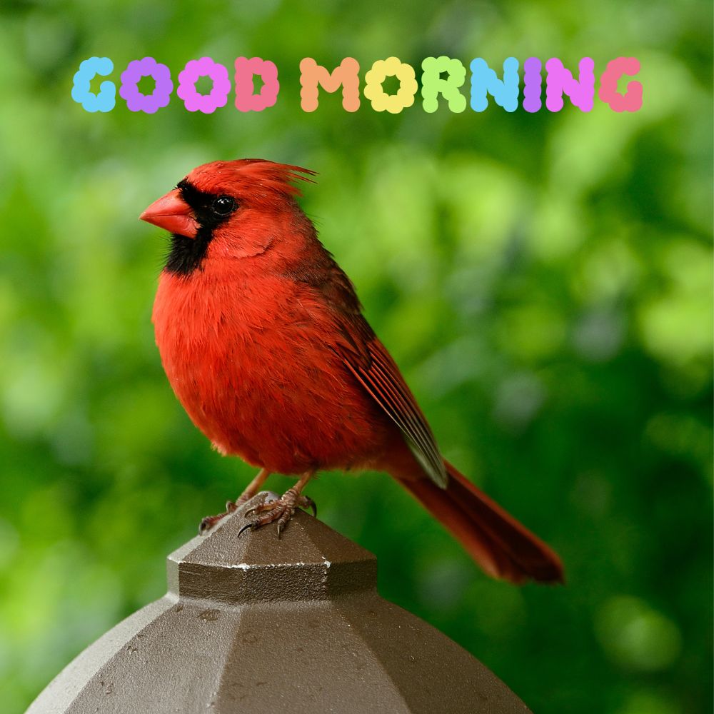 Good Morning Images With Birds | Good Morning Images quotes and wishes