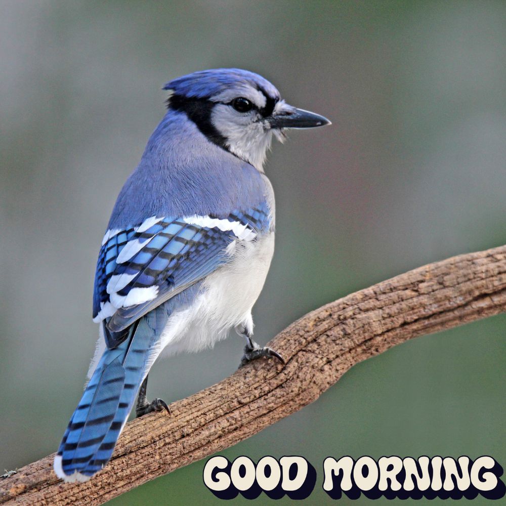 Good Morning Images With Birds | Good Morning Images quotes and wishes