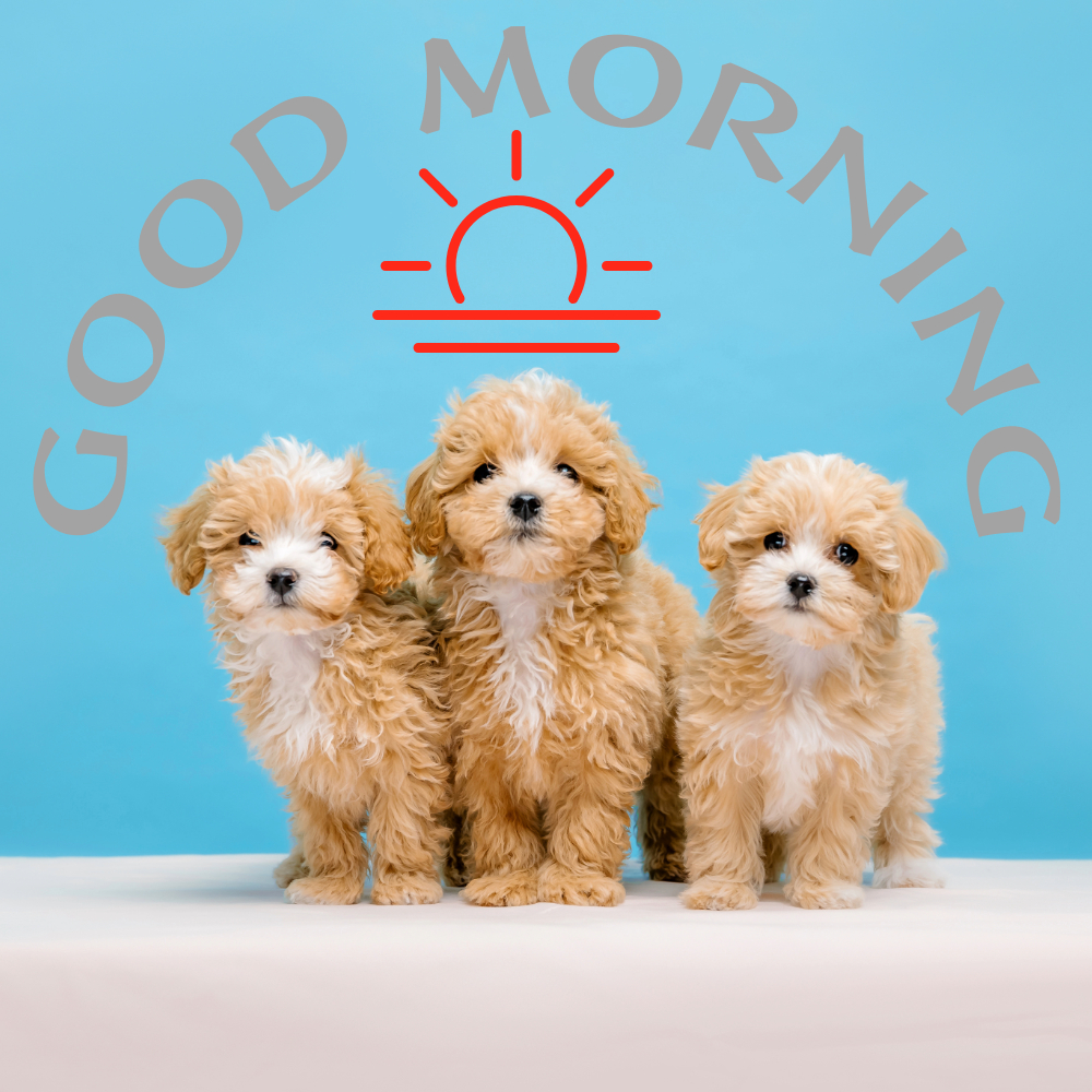 Good Morning Images with Dogs | Good Morning Images quotes and wishes
