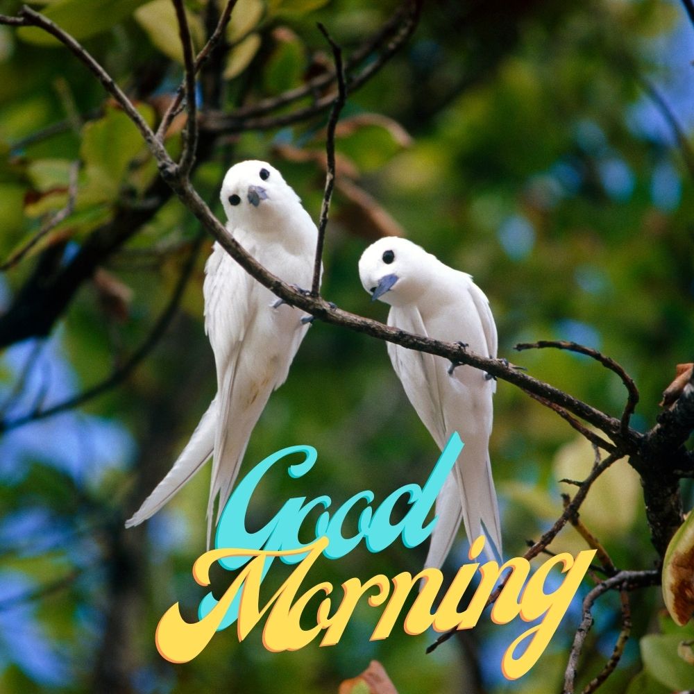 Good Morning Images With Birds | Good Morning Images quotes and wishes