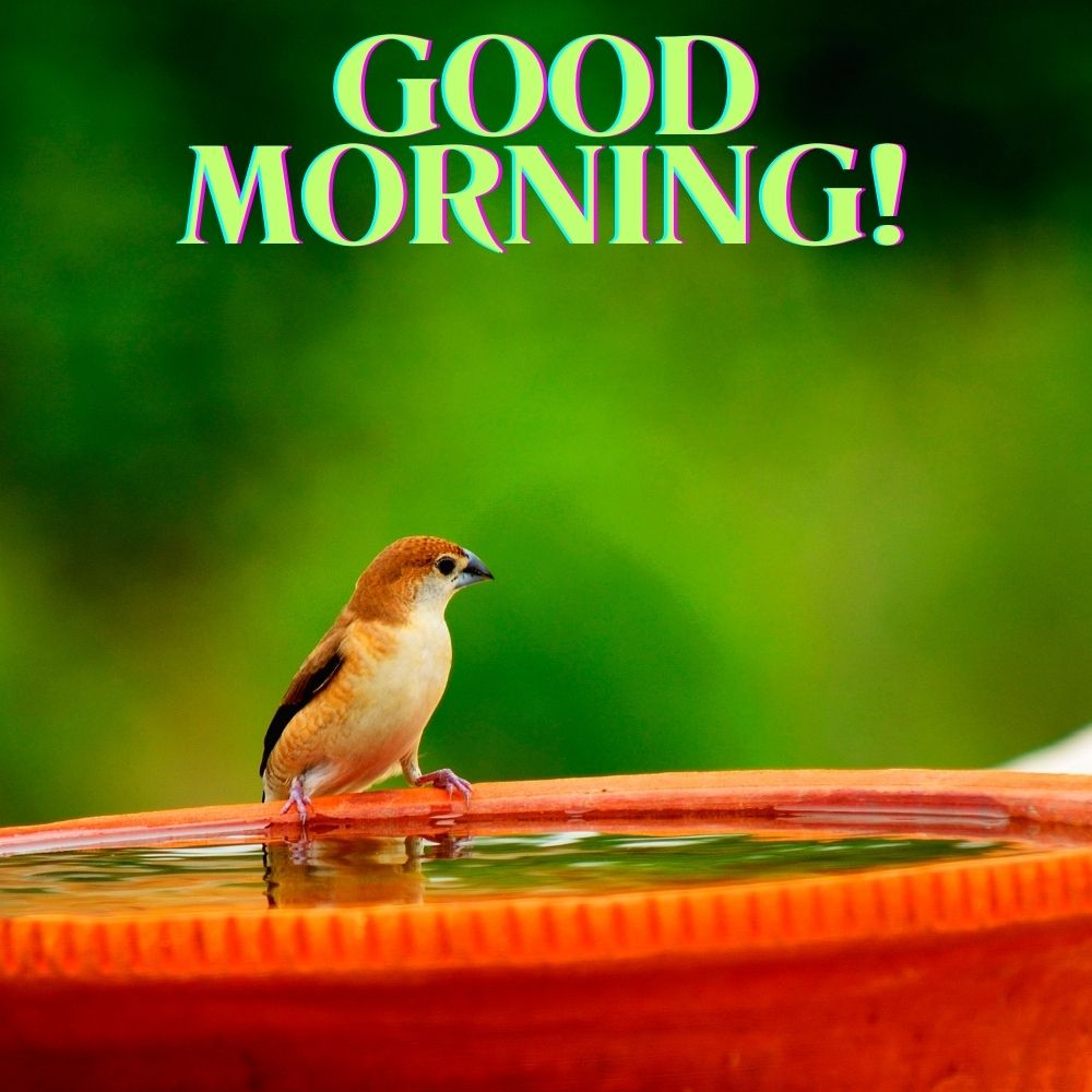 Good Morning Images With Birds | Good Morning Images quotes and wishes