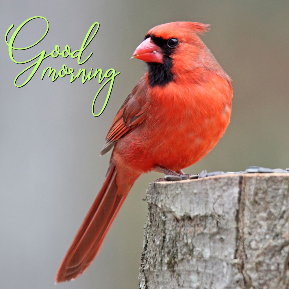 Good Morning Images With Birds | Good Morning Images quotes and wishes