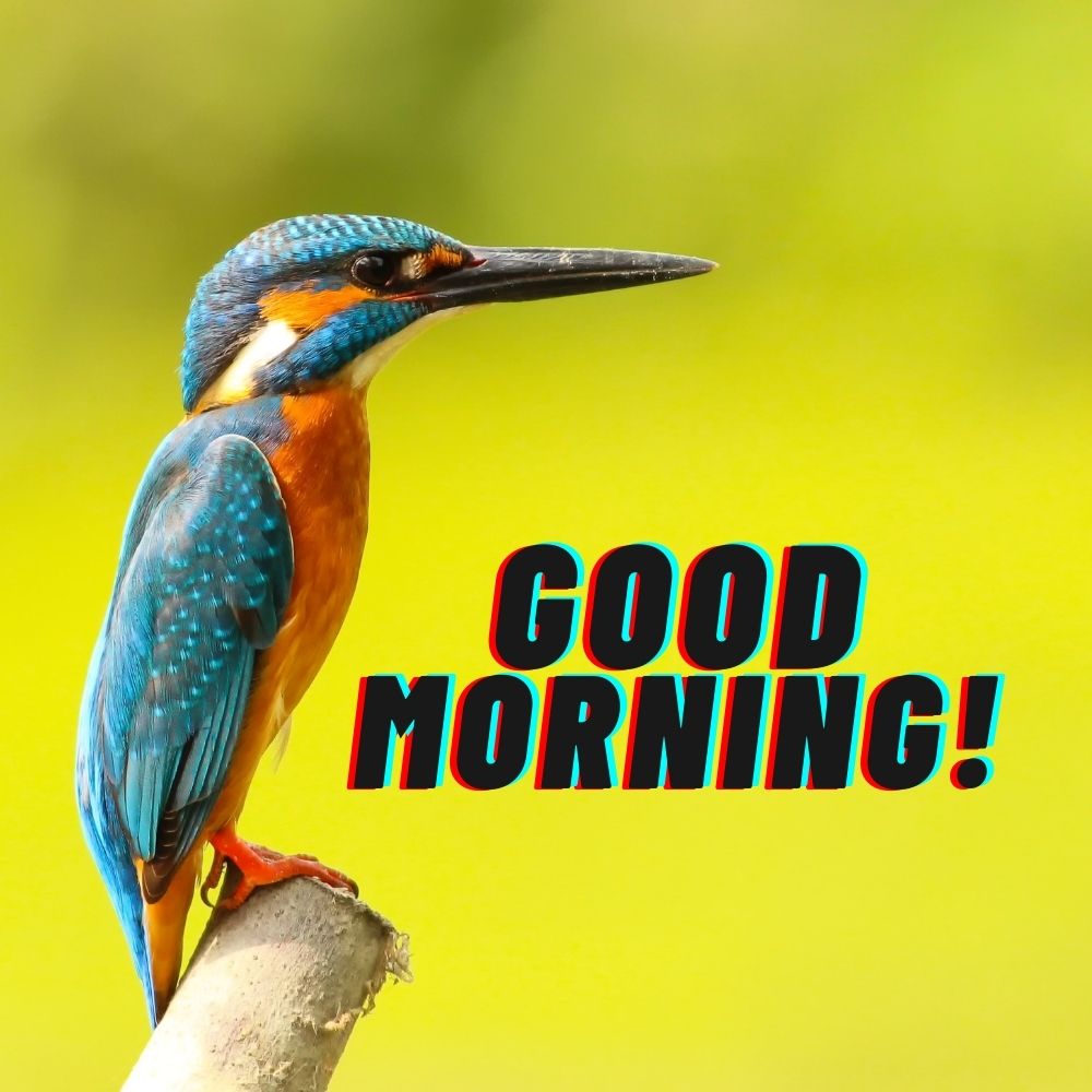 Good Morning Images With Birds | Good Morning Images quotes and wishes