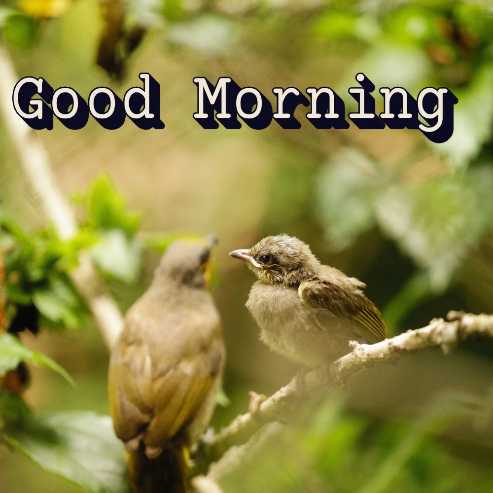 Good Morning Images With Birds | Good Morning Images quotes and wishes