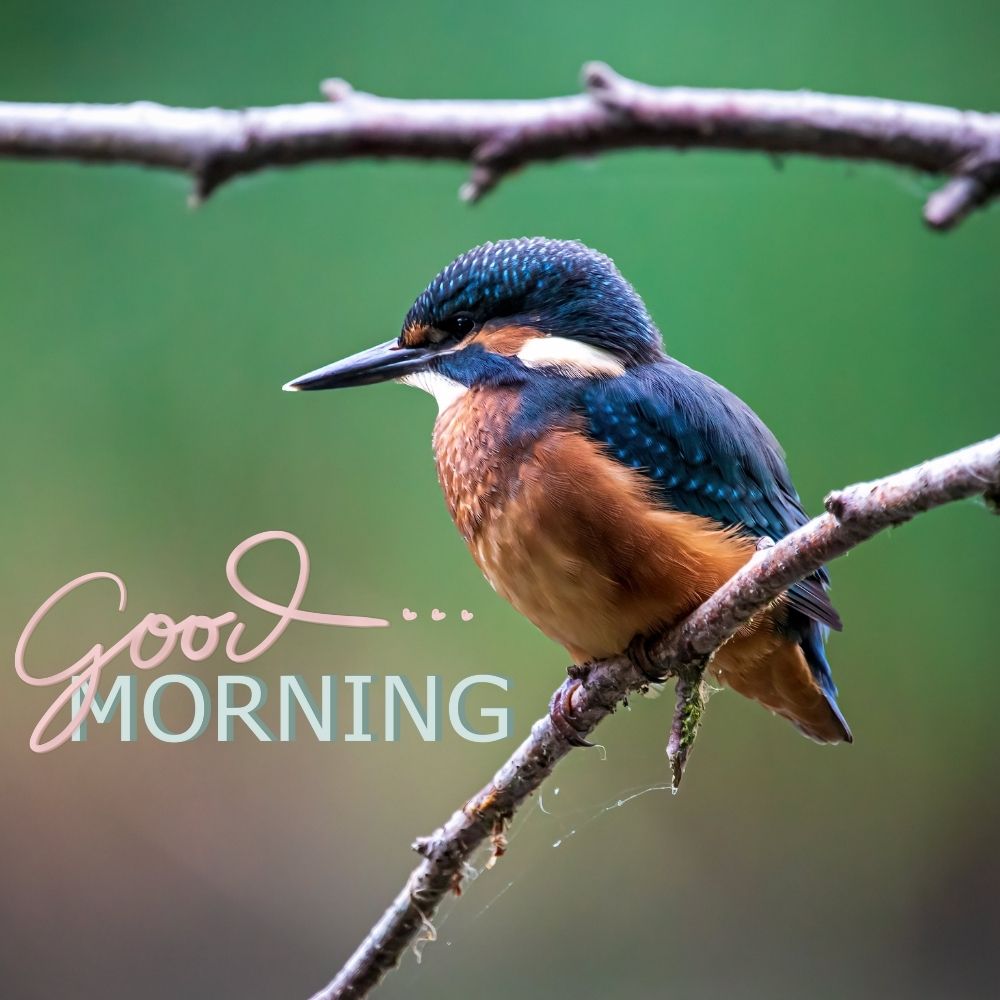 Good Morning Images With Birds | Good Morning Images quotes and wishes