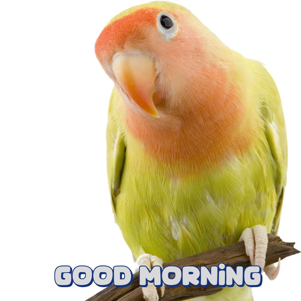 Good Morning Images With Birds | Good Morning Images quotes and wishes