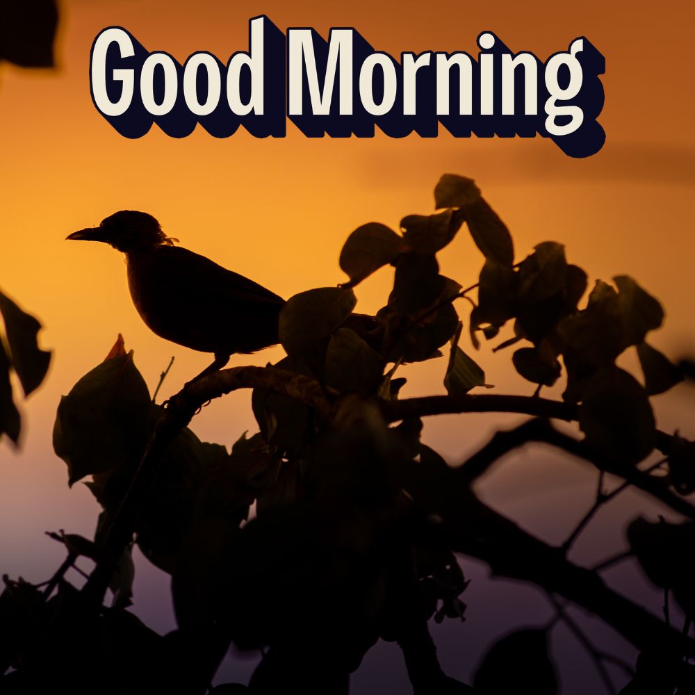 Good Morning Images With Birds | Good Morning Images quotes and wishes