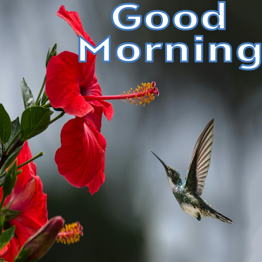 Good Morning Images | Good Morning Images quotes and wishes