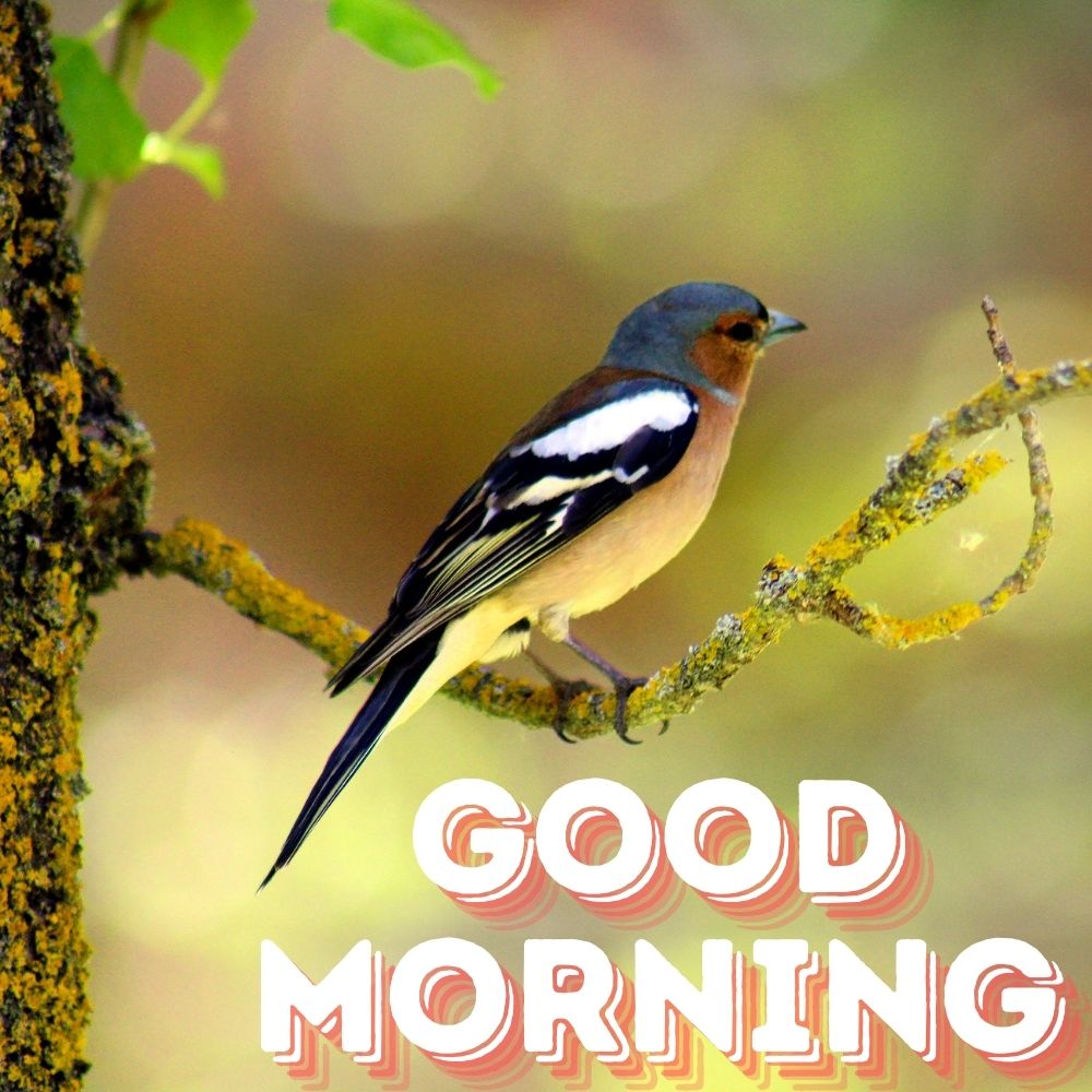 Good Morning Images With Birds | Good Morning Images quotes and wishes