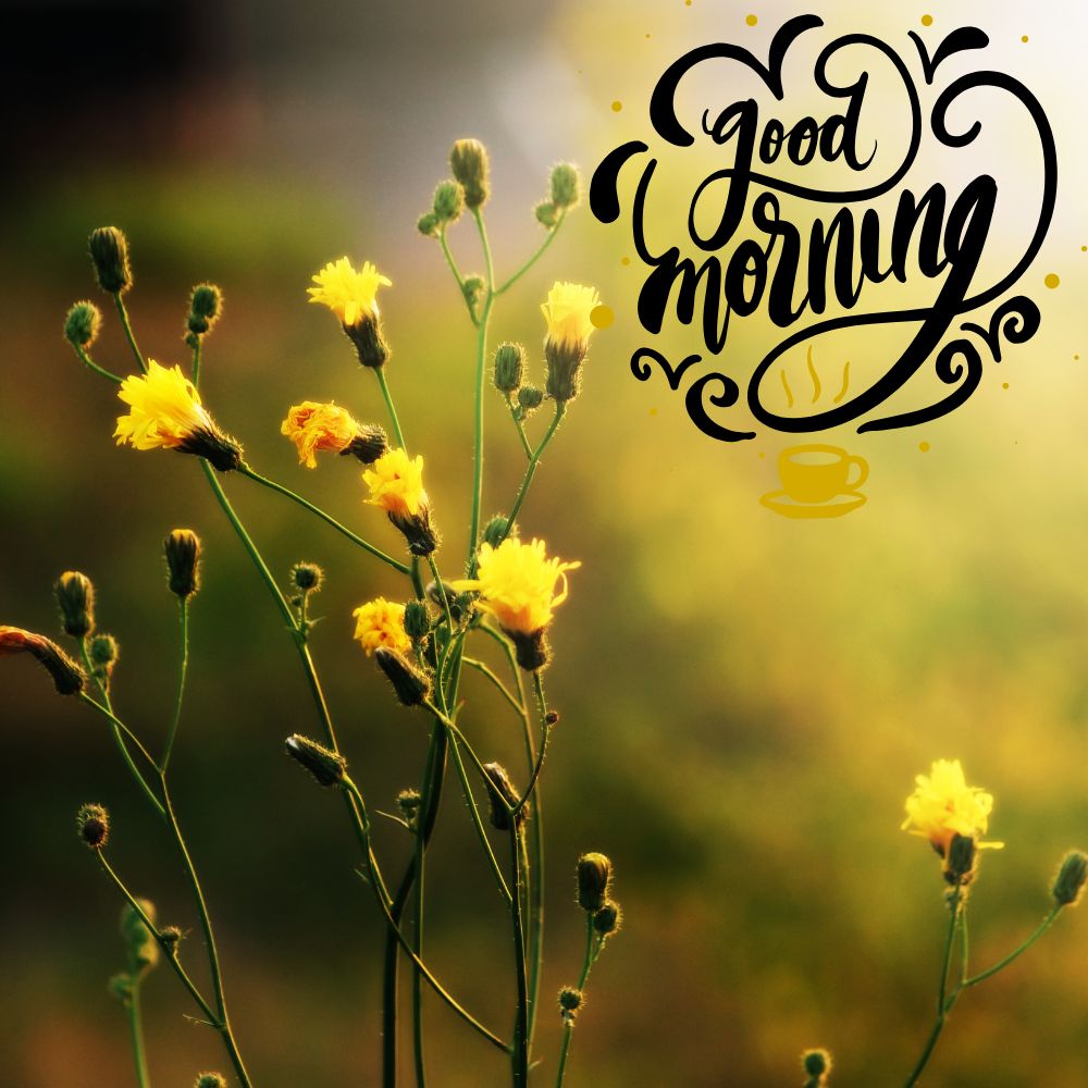 Good Morning Images | Good Morning Images quotes and wishes