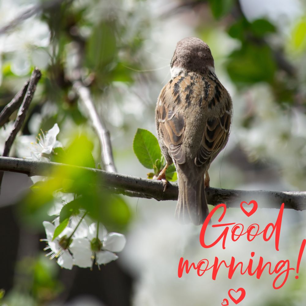Good Morning Images With Birds | Good Morning Images quotes and wishes