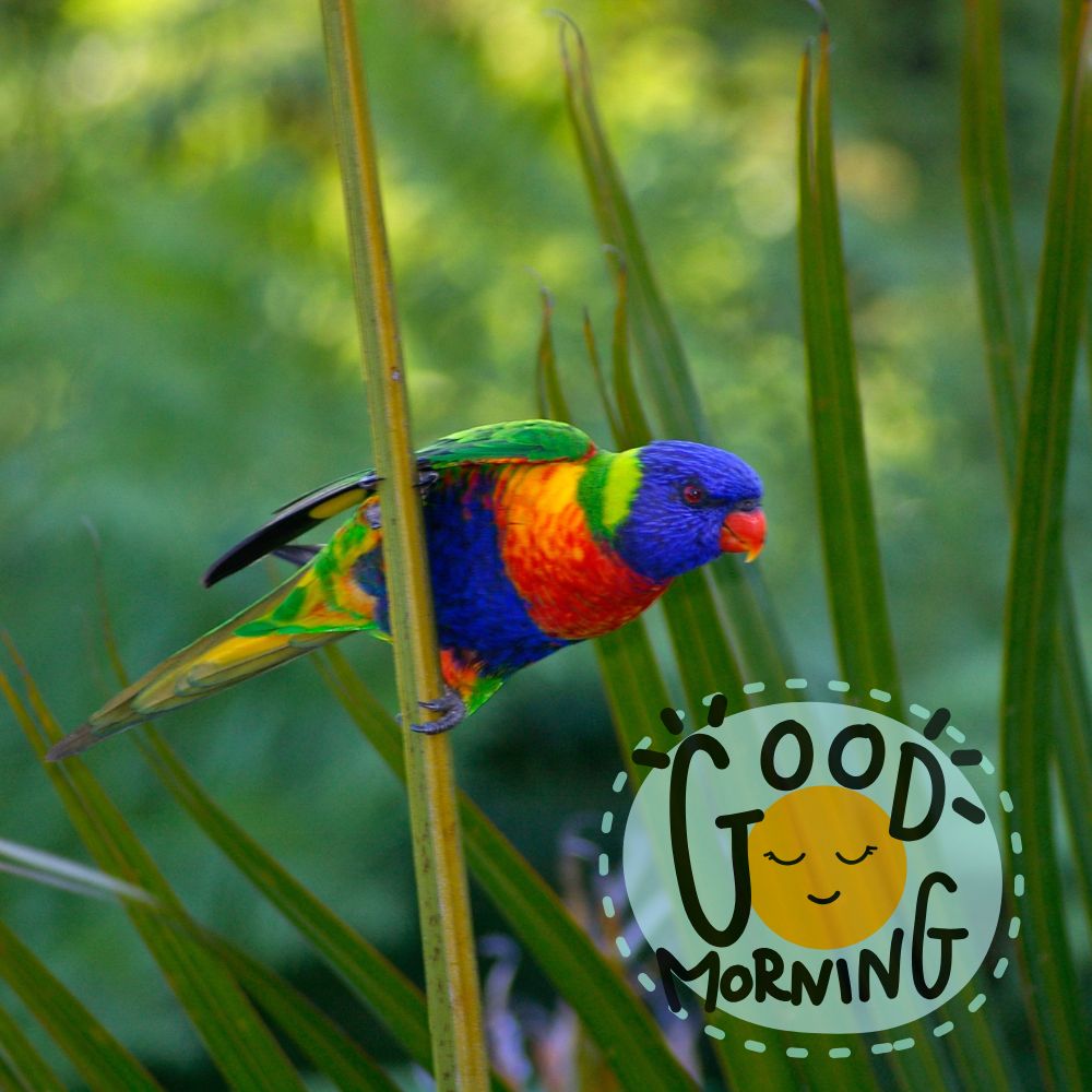 Good Morning Images With Birds | Good Morning Images quotes and wishes