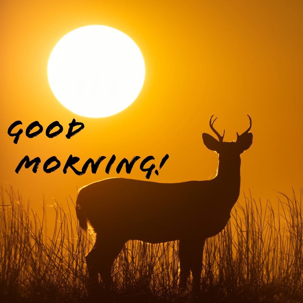 Good Morning Images | Good Morning Images quotes and wishes