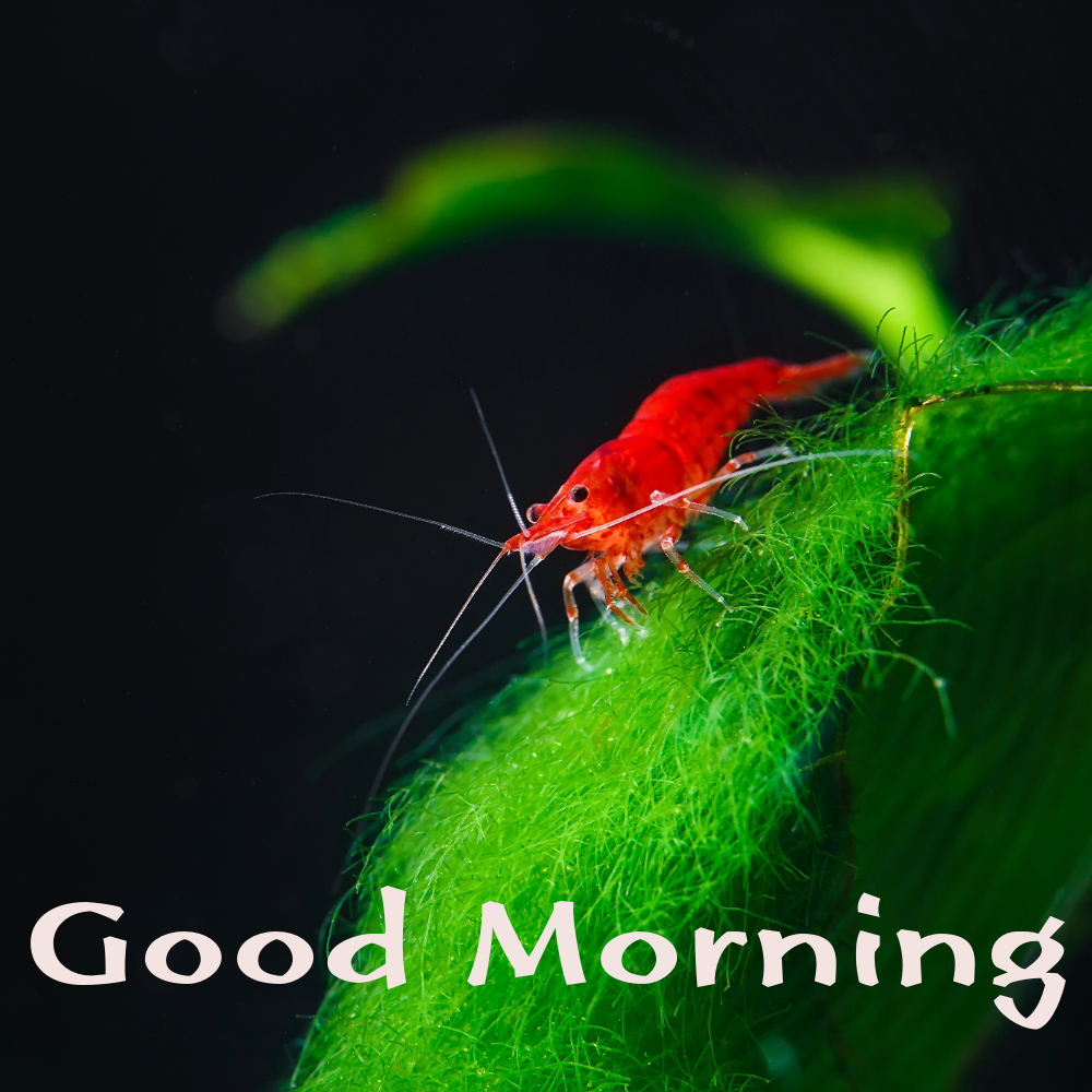 Good Morning Images | Good Morning Images quotes and wishes