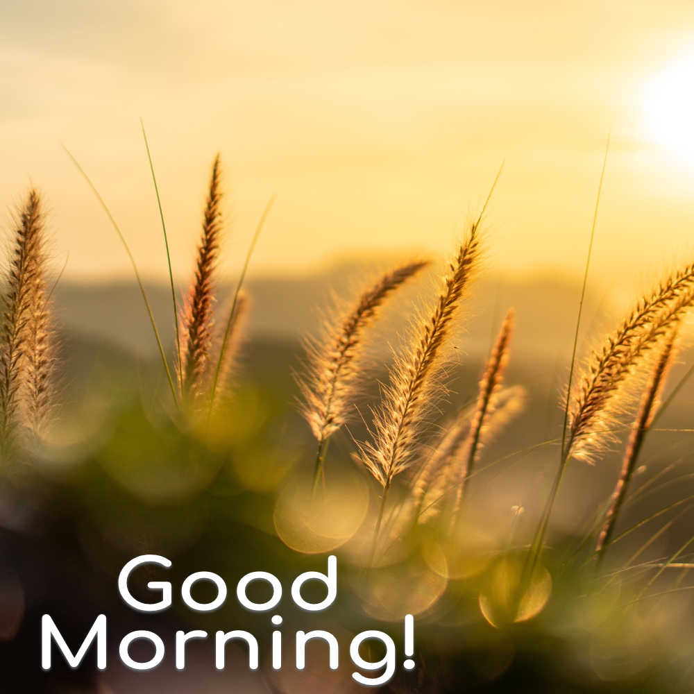 Good Morning Images | Good Morning Images quotes and wishes