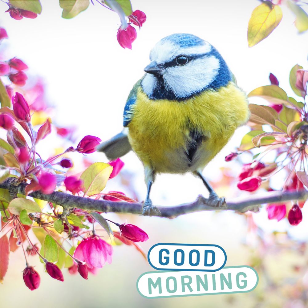 Good Morning Images With Birds | Good Morning Images quotes and wishes