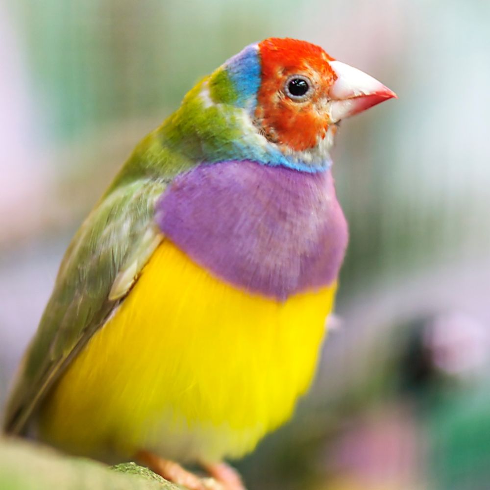 Good Morning Images With Birds | Good Morning Images quotes and wishes
