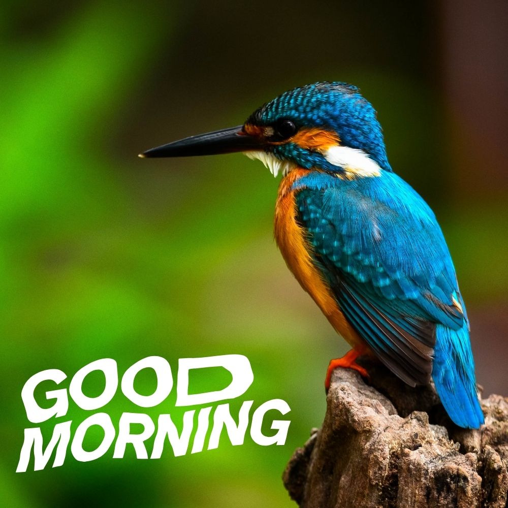 Good Morning Images With Birds | Good Morning Images quotes and wishes
