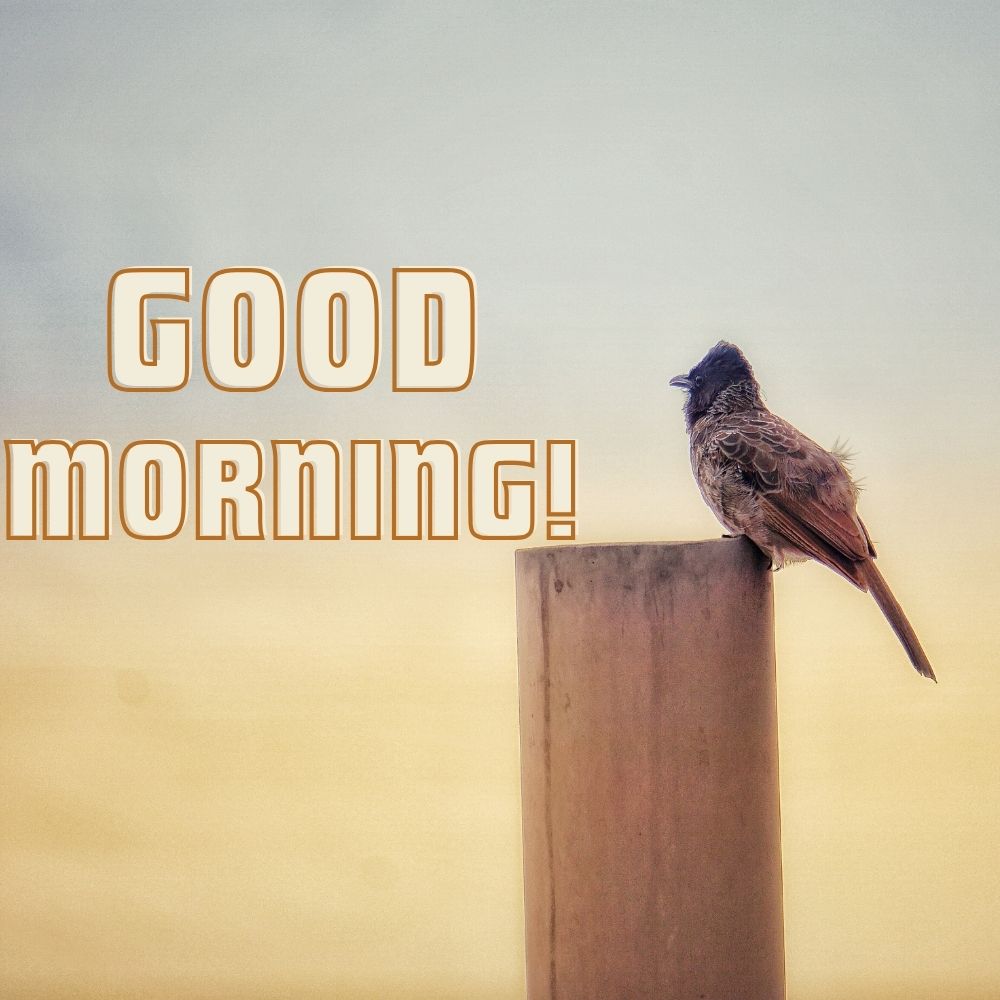 Good Morning Images With Birds | Good Morning Images quotes and wishes