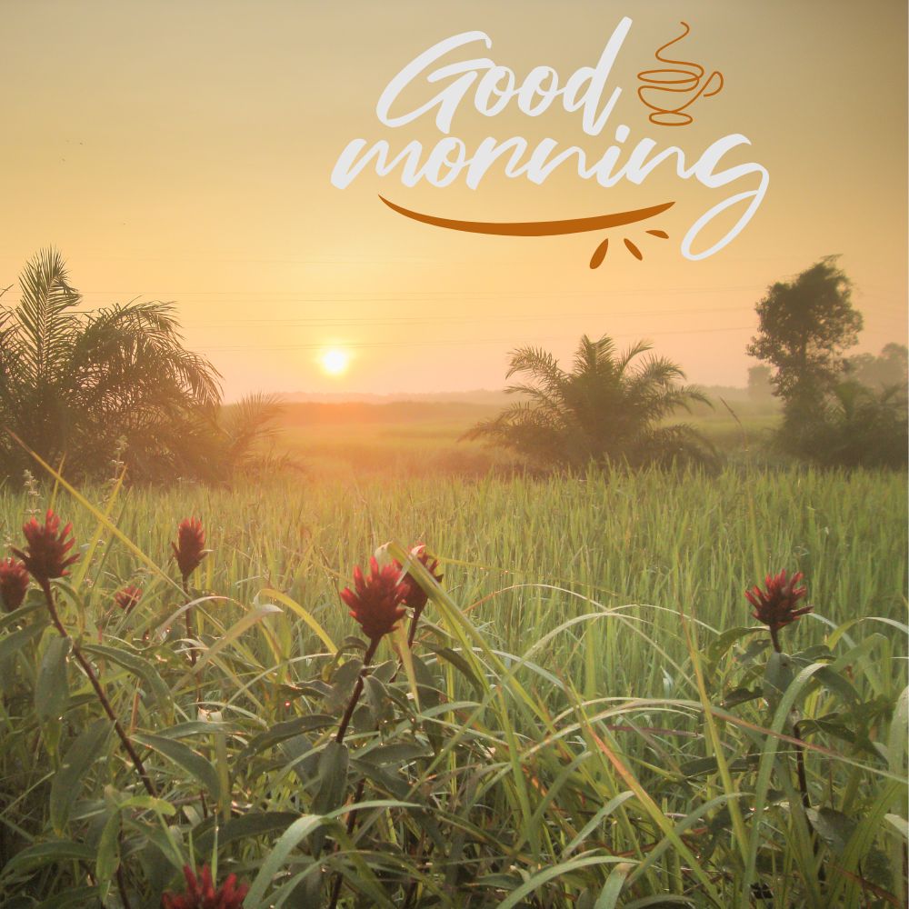 Good Morning Images | Good Morning Images quotes and wishes