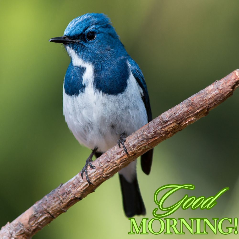 Good Morning Images With Birds | Good Morning Images quotes and wishes