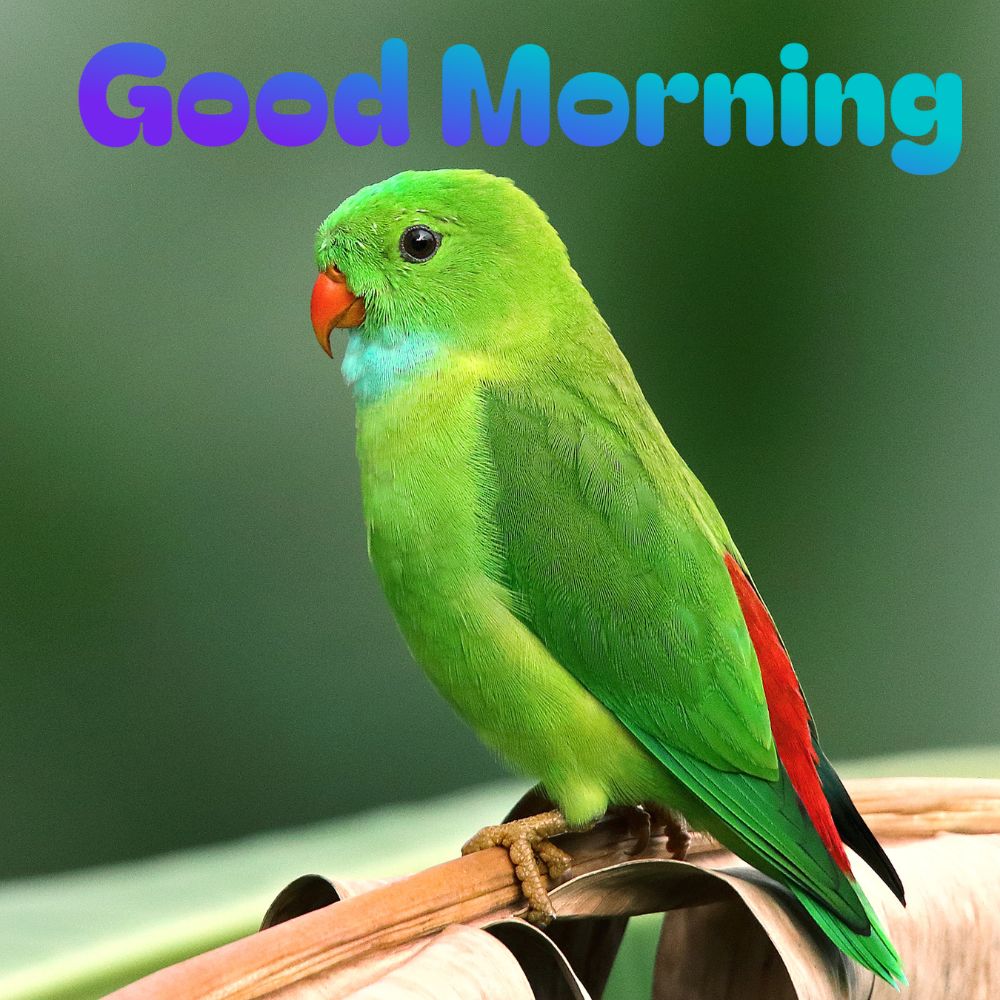 Good Morning Images With Birds | Good Morning Images quotes and wishes