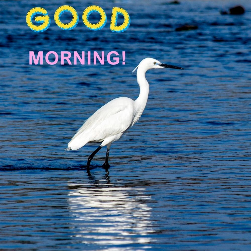 Good Morning Images With Birds | Good Morning Images quotes and wishes