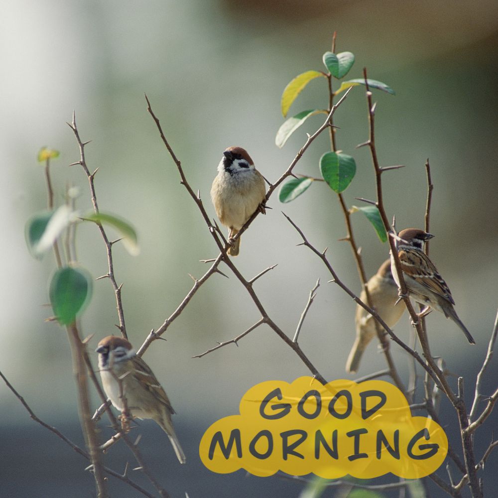 Good Morning Images With Birds | Good Morning Images quotes and wishes