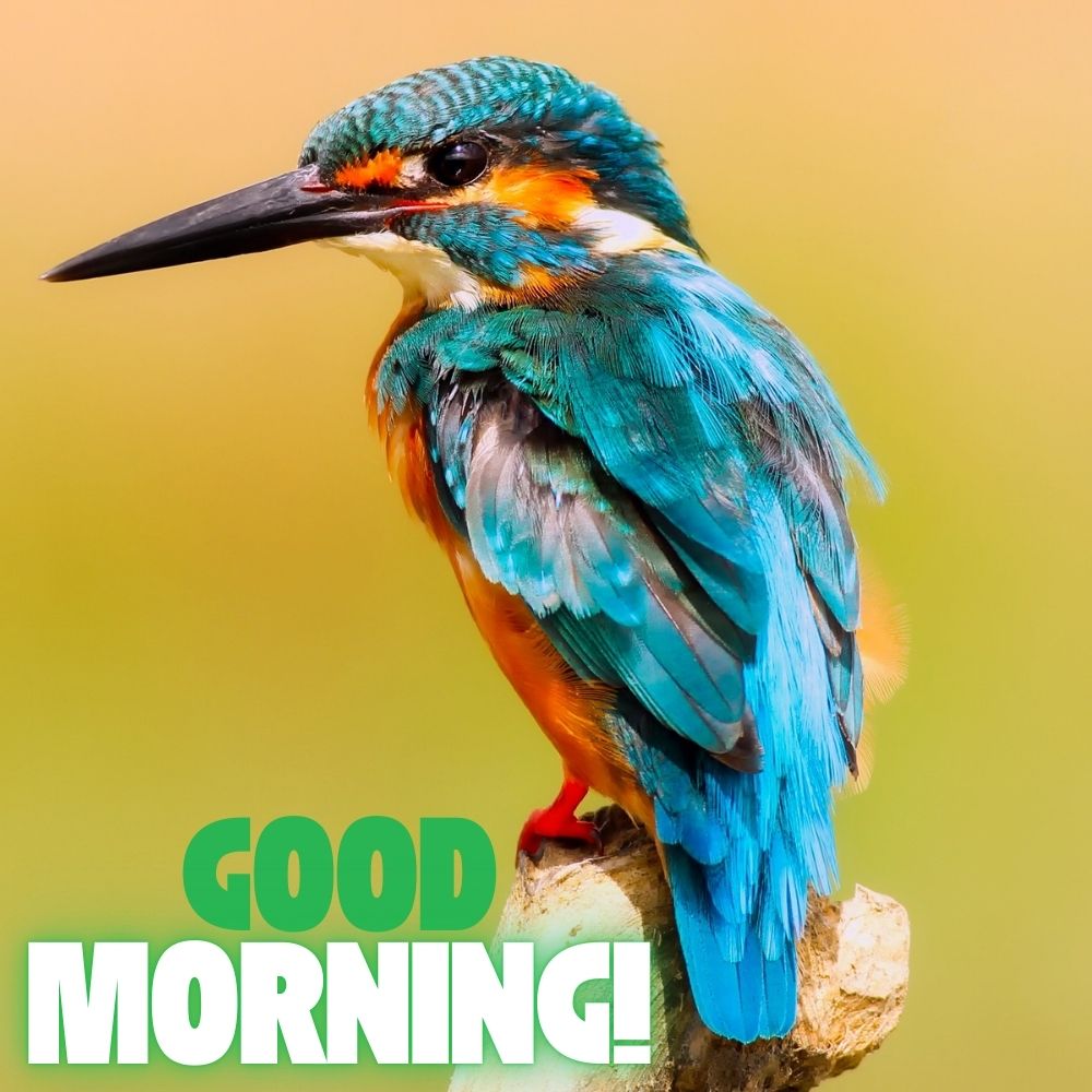 Good Morning Images With Birds | Good Morning Images quotes and wishes