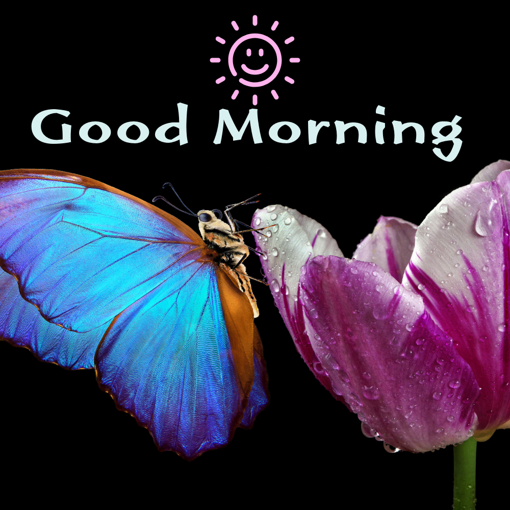 Good Morning Images | Good Morning Images quotes and wishes
