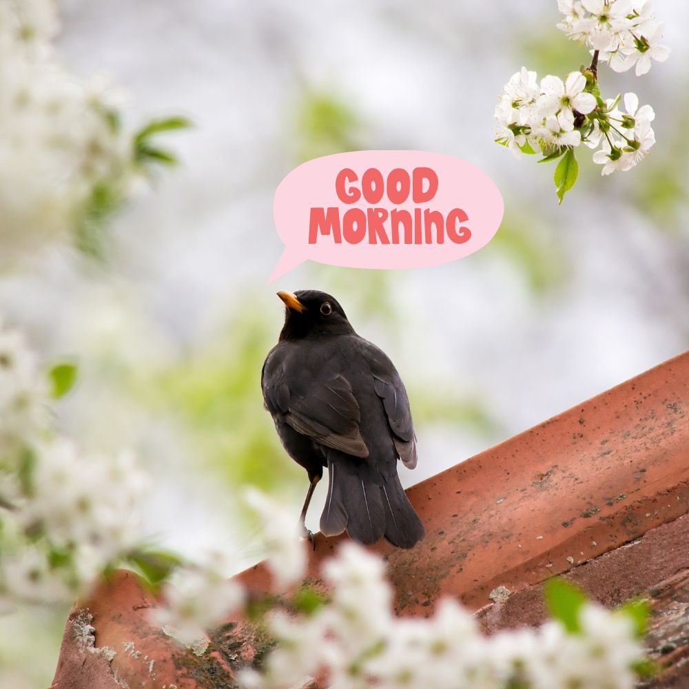 Good Morning Images With Birds | Good Morning Images quotes and wishes
