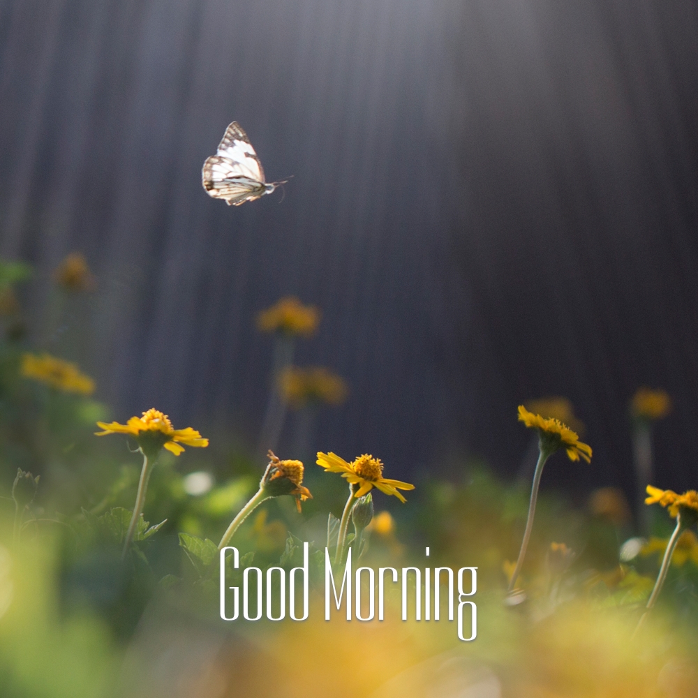 Good Morning Images | Good Morning Images quotes and wishes