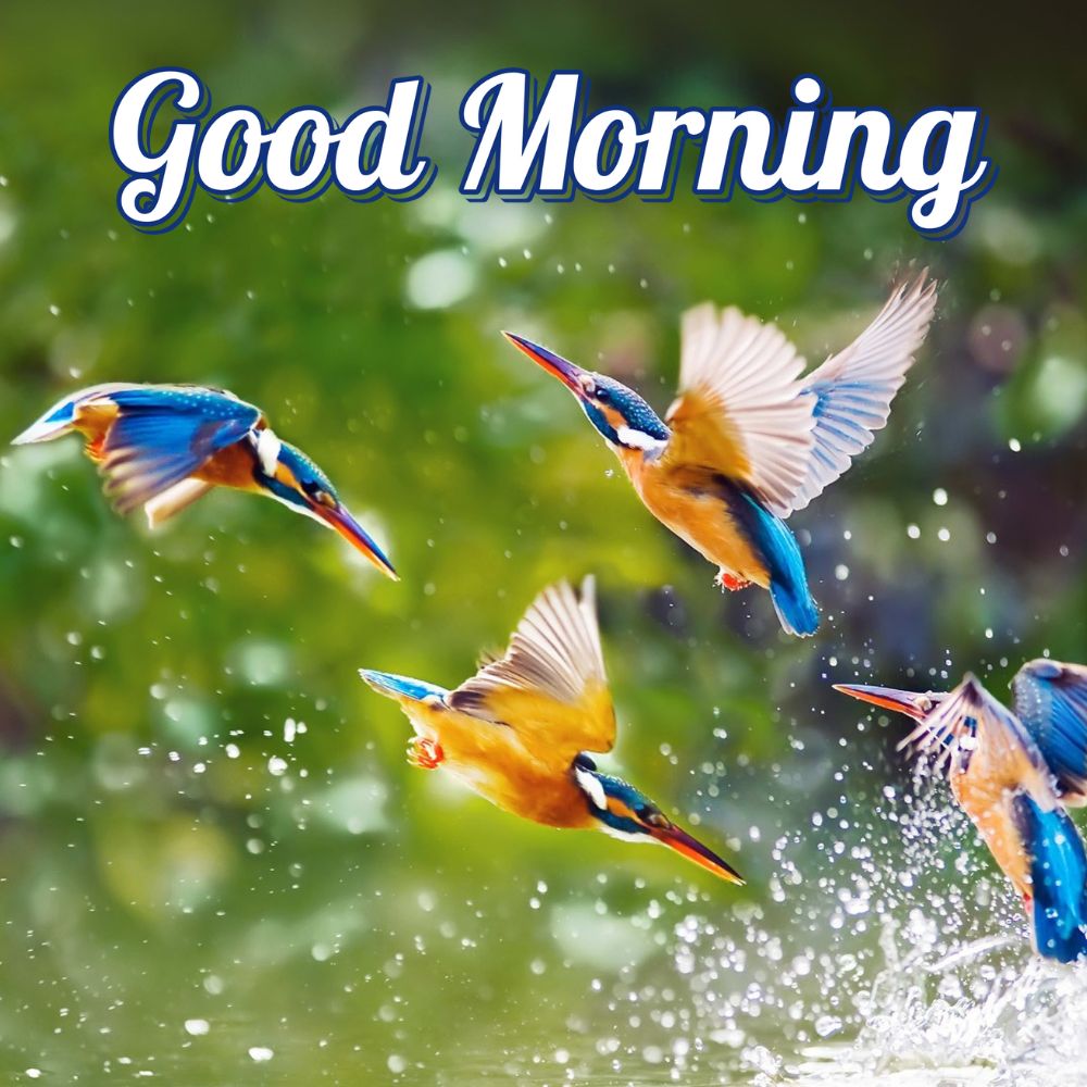 Good Morning Images With Birds | Good Morning Images quotes and wishes