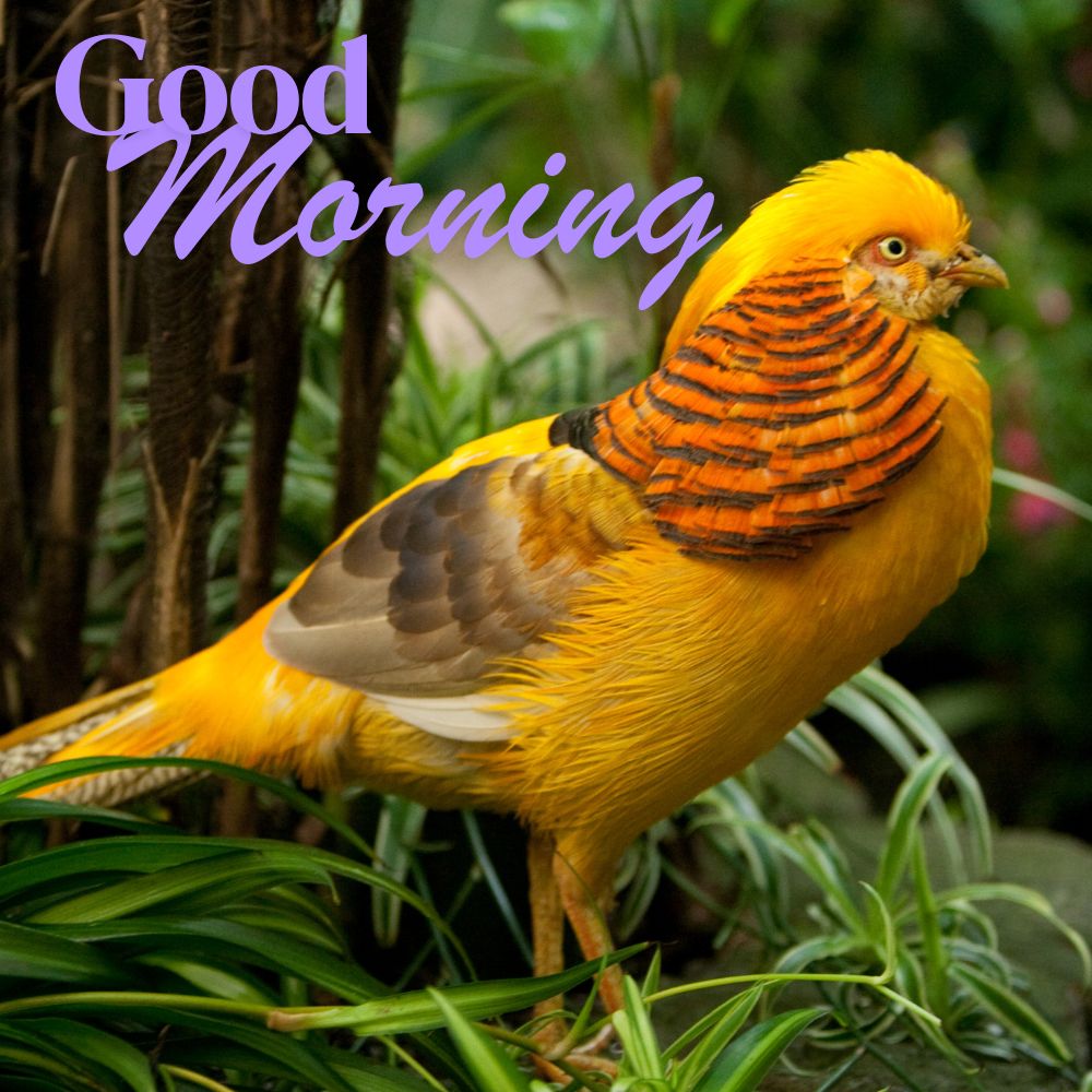 Good Morning Images With Birds | Good Morning Images quotes and wishes