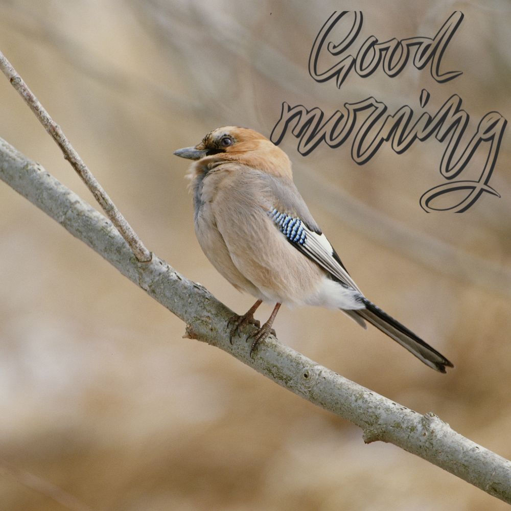 Good Morning Images With Birds | Good Morning Images quotes and wishes