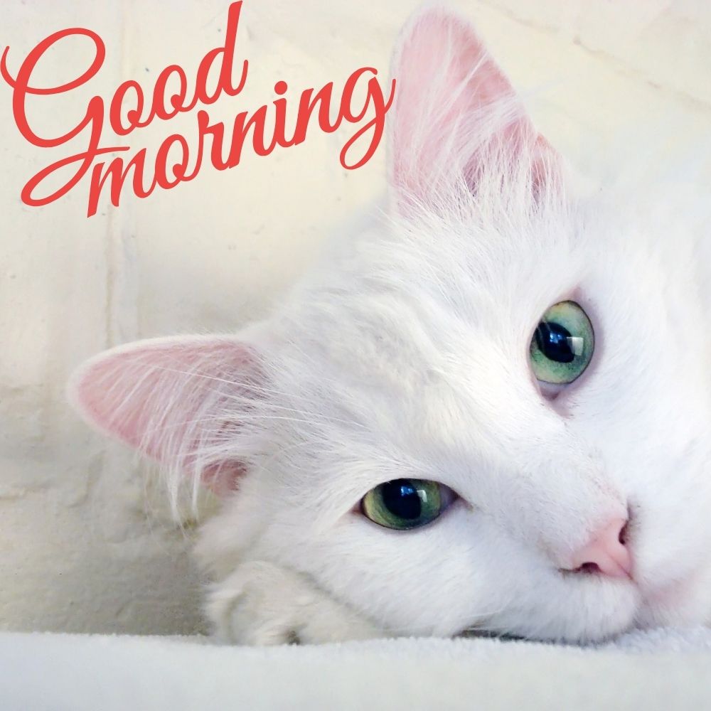 Good Morning Images With Cats | Good Morning Images With Cats quotes and wishes