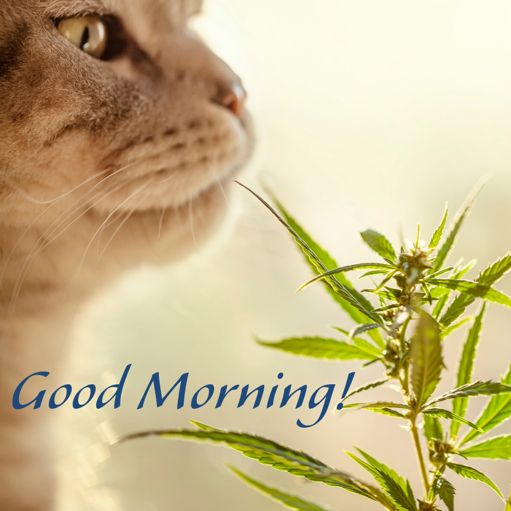 Good Morning Images With Cats | Good Morning Images With Cats quotes and wishes