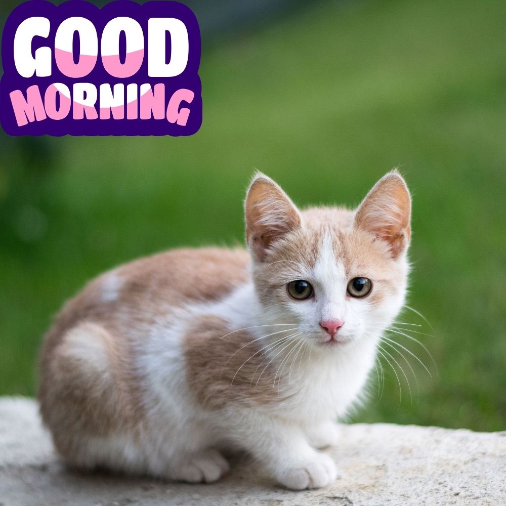 Good Morning Images With Cats | Good Morning Images With Cats quotes and wishes